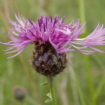 Picture of Herb Knapweed Greater (Centaurea Scabiosa)